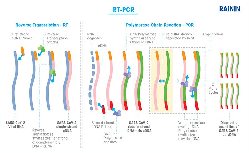 Rnase Free Pipette TIps